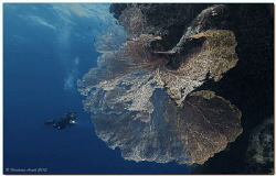 Gorgonian Sea Fan (Subergorgia mollis), Sha'ab Sheer (eas... by Reinhard Arndt 